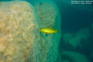 Metriaclima sp. 'msobo' Pombo Rocks